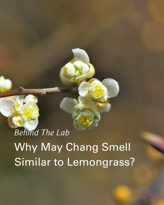 Why May Chang Smell Similar to Lemongrass?